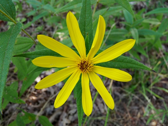 {Helianthus hirsutus}